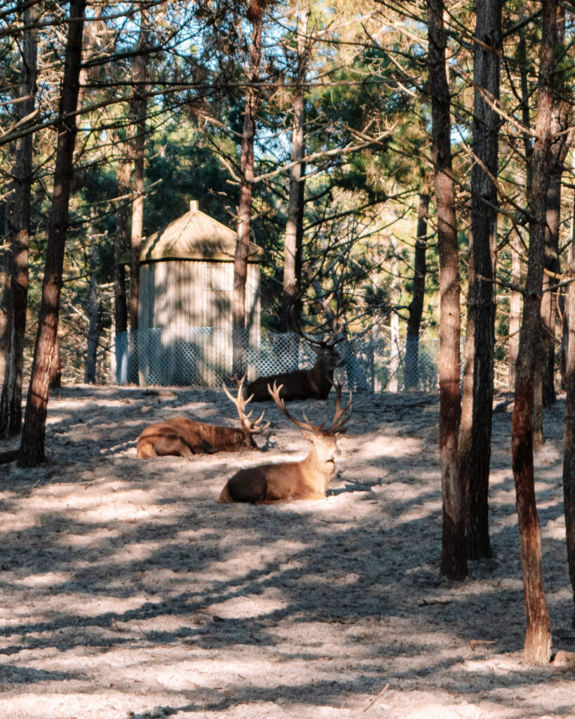 nazare deer park portugal