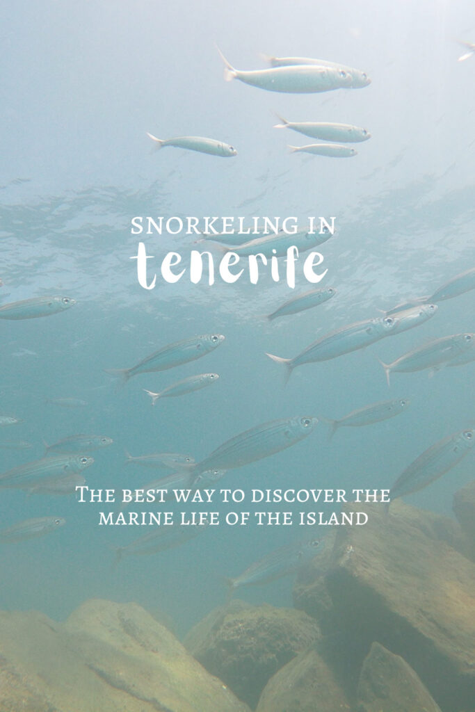 Snorkeling In Tenerife – The Best Way To Discover The Marine Life Of The Island