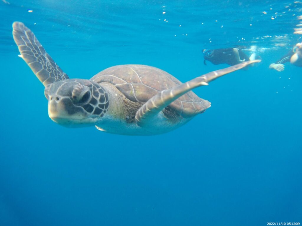 Snorkeling In Tenerife – The Best Way To Discover The Marine Life Of The Island