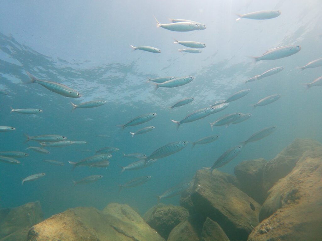 Snorkeling In Tenerife – The Best Way To Discover The Marine Life Of The Island