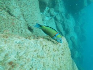 Snorkeling In Tenerife – The Best Way To Discover The Marine Life Of The Island