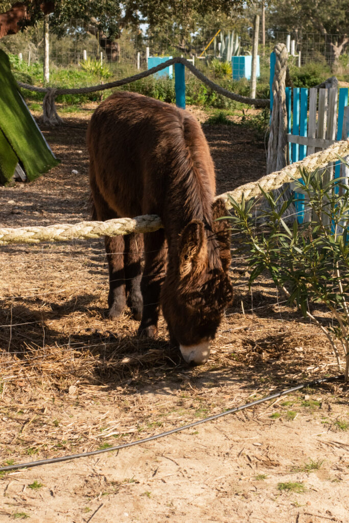 vila do gin black pig