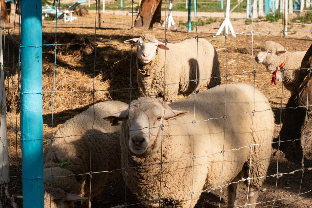 vila do gin black pig