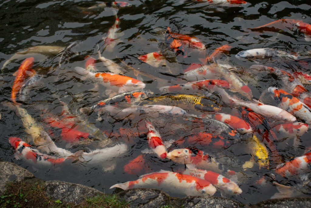 koi pond